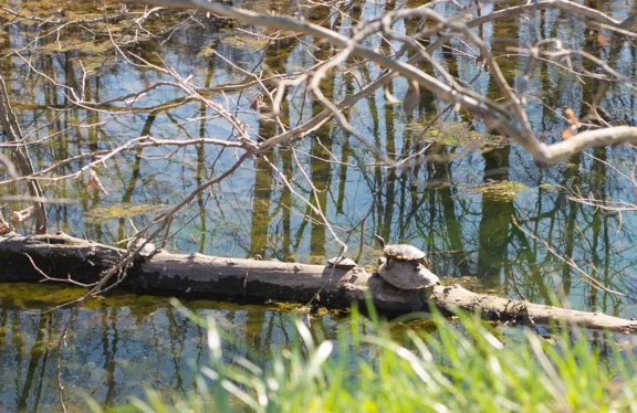 turtle-tower-cropped